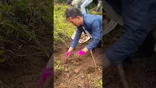 Farmers harvest jicama with satisfactory results shorts farming agriculture garden [upl. by Eelrehpotsirhc]