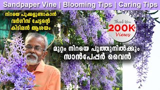 മുറ്റം നിറയെ പൂത്തുനിൽക്കും സാൻപേപ്പർ വൈൻ  Sandpaper Vine Blooming amp Caring Tips [upl. by Atela659]