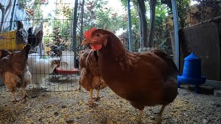 Backyard Chickens Relaxing Continuous Chicken Activity Sounds Noises Hens Clucking Roosters Crowing [upl. by Assirrac]