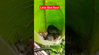 Sparrow Nest And Baby sparrow nature [upl. by Enitsua]