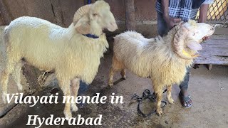 Heavyweight vilayati mende available in Hyderabad phoolbagh  vilayati sheeps in Hyderabad [upl. by Ecikram]