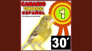 30 Minutos De Canto Del Canario Timbrado Español Metodo De Entrenamiento Bird Serinus Canaria [upl. by Assert]