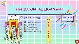 Periodontal ligament  structure amp compositionPeriodontologyFinal year BDSBibliodent [upl. by Eednus571]