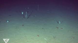 Watch a glass sponge sneeze on the deep seafloor [upl. by Kenney]