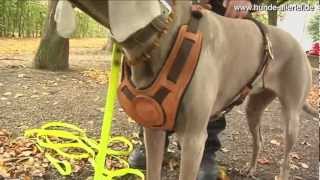 Mantrailing  Was ist Mantrailing Was bringt Mantrailing für Hund und Mensch [upl. by Attenol]