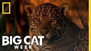 Learn About the Jaguar  Big Cat Week [upl. by Enyalb]