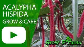 Acalypha hispida  grow amp care Chenille plant [upl. by Elletnahc566]