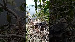 Black winged kite Birds nest in 3 nests birds babybird 8 [upl. by Hplodur]