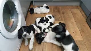 spaniel puppies playing [upl. by Anabel]