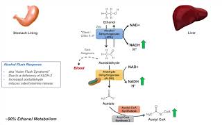 Ethanol Absorption and Metabolism  Alcohol Metabolism Pathway [upl. by Trenton]