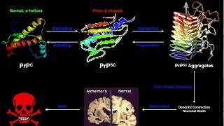 Prions  The General Mechanism of Prion Formation and Disease [upl. by Cyprian]