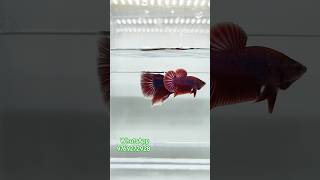 Purple 💜 colour plakat bettafish pairs available Few betta left quotHurry Upquot bettatank aquarium [upl. by Ayar]