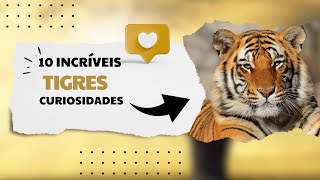 10 CURIOSIDADES SOBRE OS TIGRES [upl. by Lombardy]