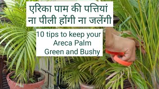 10 tips to keep your areca palm healthy bushy and greenएरिका पाम की पत्तियां ना पीली होंगी ना जलेगी [upl. by Angelia439]