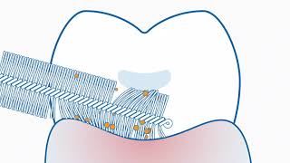 Curaprox  Interdental brushes vs floss [upl. by Eiresed]