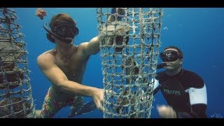 Freediving TV  The Pearl Diver  Freediving in Fakarava Havaiki Pearl farm with Christian Redl [upl. by Norha]