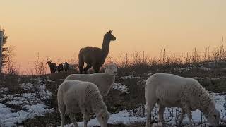 January in Wisconsin and The Sheep are Grazing Stockpile Through the Melting Snow [upl. by Gwendolyn146]