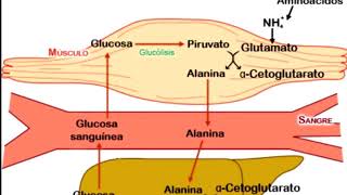 AMINOÁCIDOS GLUTAMINA ALANINA E ÁCIDO ASPÁRTICO [upl. by Ji]