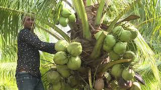 ដូងក្នុងចំការ ខេត្តកំពត Coconut at my farm [upl. by Enetsuj]