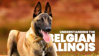 The Ultimate Guide to Belgian Malinois Training amp Care [upl. by Lada]