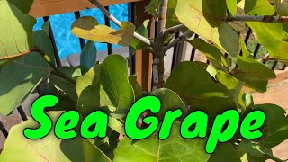 Sea Grape Coccoloba uvifera Update [upl. by Eniksre]