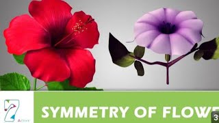 symmetry of flowerActinomorphic and zygomorphic flowerLesson no7 [upl. by Einahpats117]