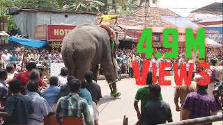 Elephant in KeralaTemple Festival HD Video [upl. by Craig]