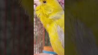 Canary Birds Singing birds birdsinging canarysingingtraining [upl. by Kimura]