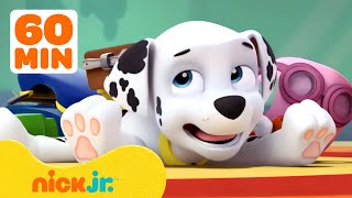 PAW Patrol  ¡Lo momentos más tontos de Marshall de PAW Patrol 🤭 1 hora  Nick Jr en Español [upl. by Ssepmet442]