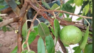 🇧🇷 frutíferas produzindo em vaso mamey cambucá canistel amora paquistanesa grumixama abiu manga cajá [upl. by Culver]