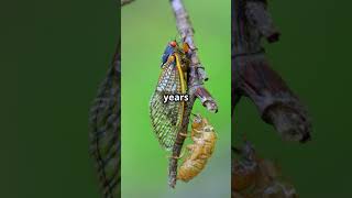 The Fascinating Life Cycle of a Dragonfly wildlifeconservation wildlifegarden dragonfly garden [upl. by Ilaire525]