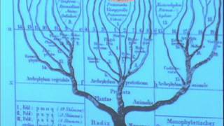 Diversidade Biológica e Filogenia  videoaula 1 [upl. by Anayik65]