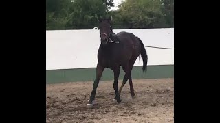 DGS IronI A Tattle Tale  2022 AQHAAPHASPB Gelding  Video 102023 [upl. by Annahaj]