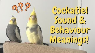 What Cockatiel Sounds amp Behaviours Mean  TheParrotTeacher [upl. by Yrekcaz]