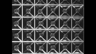 Mesenchymal stem cells spheroid formation in Sphericalplates 5D [upl. by Sherer]