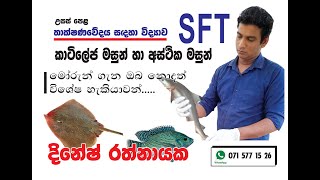 SFT Sinhala lesson [upl. by Harrad]