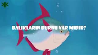 Balıkların burnu var mıdır Çocuk Belgeseli 😍 🐟 [upl. by Oster]