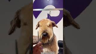 Top 5 Reasons Why You Should Get An Airedale Terrier [upl. by Loziram]