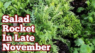 Salad Rocket How It Looks Like In Late November  No Dig Organic Allotment amp Polytunnel Garden [upl. by Noyr]