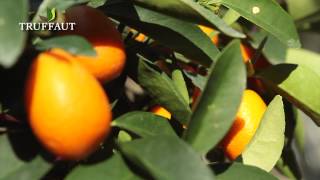 Planter un kumquat en pot un délicieux agrume  Truffaut [upl. by Gaiser]