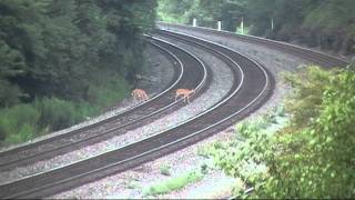 Train Almost Hits Deer Norfolk Southern SD40Es Just Miss Their Supper [upl. by Utas]