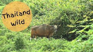 Old Banteng Bull วัวแดง in Huai Kha Khaeng Wildlife Sanctuary Thailand [upl. by Mcginnis]