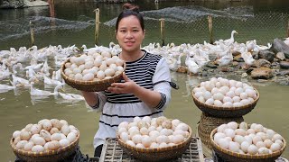 Harvesting Duck Eggs amp Processing amp Cooking Goes to market sell  Ly Thi Ca [upl. by Llerehs]