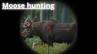 Älgjakt 2023  Ultimate Moose Hunting Adventure Tracking the Majestic Giants of the Wilderness [upl. by Natie342]