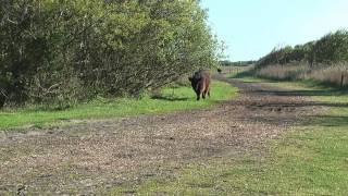 Slufter Texel 1080p TM300 [upl. by Savell903]