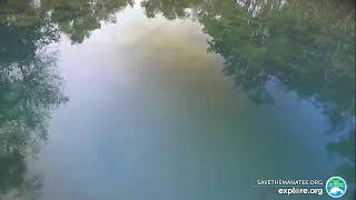 Homosassa Springs Above Water [upl. by Nawed]