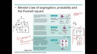 Mendelian genetics 2 [upl. by Nurat563]