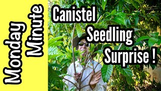 Monday Minute Canistel Seedling Surprise [upl. by Nylteak615]