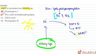 NADP is converted into NADPH2 in  11  PHOTOSYNTHESIS IN HIGHER PLANTS  BIOLOGY  ERRORLES [upl. by Urien]