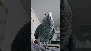 Bubu le criard 🤣🥰 parrot perroquet cuteparrot perroquet cute funny parrotfunny [upl. by Bills]